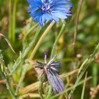 Cornflower